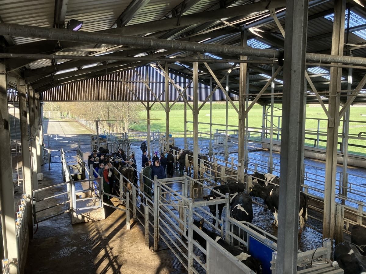 Students participate in a practical session on Body Condition Scoring at the UCD Lyons Farm